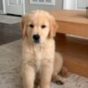 Premium Golden Retriever Puppies Available for Adoption