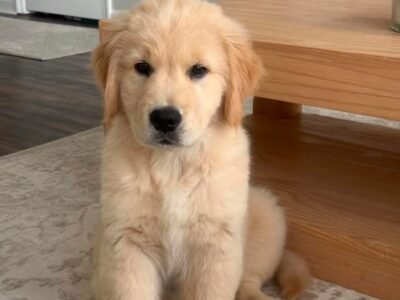 Premium Golden Retriever Puppies Available for Adoption