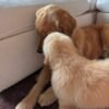 Golden Retriever Puppies For Adoption | Golden Treasures