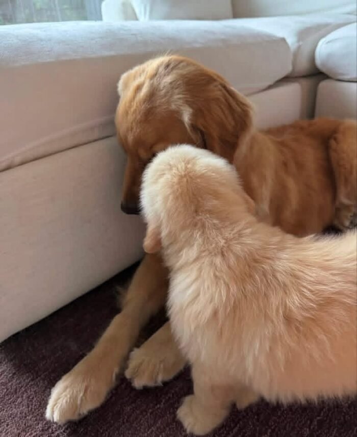 Golden Retriever Puppies For Adoption | Golden Treasures