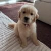 Golden Retriever Puppies For Adoption | Golden Treasures