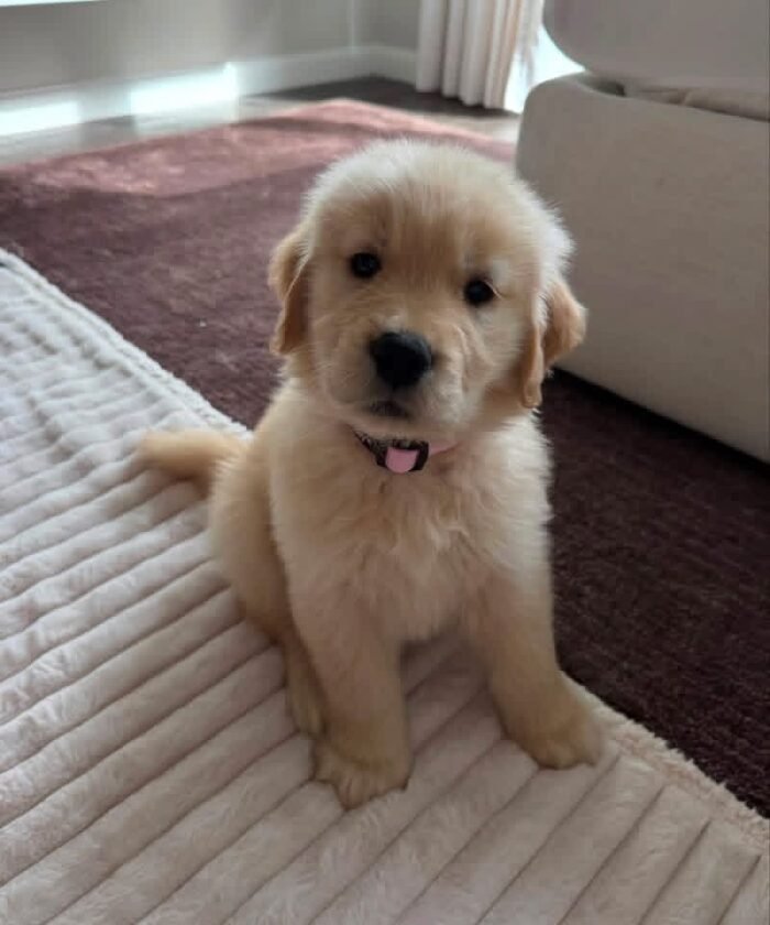 Golden Retriever Puppies For Adoption | Golden Treasures