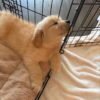 Golden Retriever Puppies For Adoption | Golden Treasures