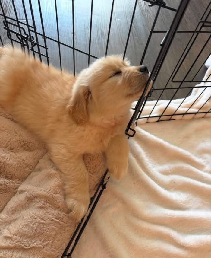 Golden Retriever Puppies For Adoption | Golden Treasures