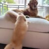 Golden Retriever Puppies For Adoption | Golden Treasures