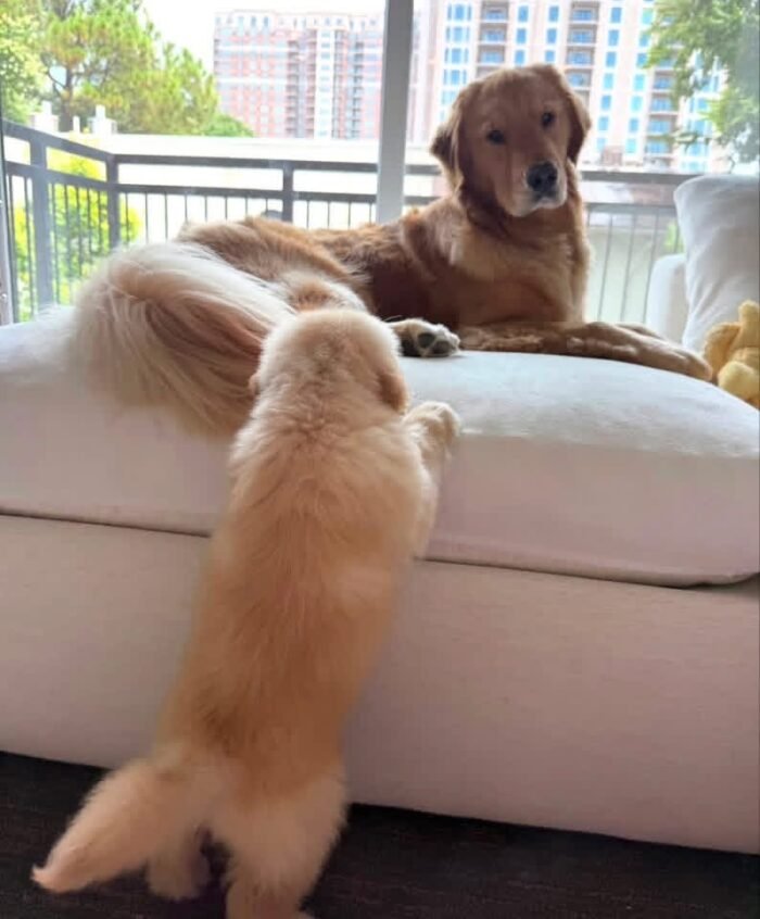Golden Retriever Puppies For Adoption | Golden Treasures