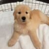 Golden Retriever Puppies For Adoption | Golden Treasures