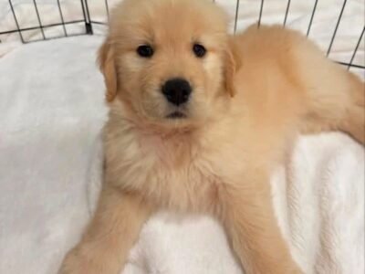 Golden Retriever Puppies For Adoption | Golden Treasures