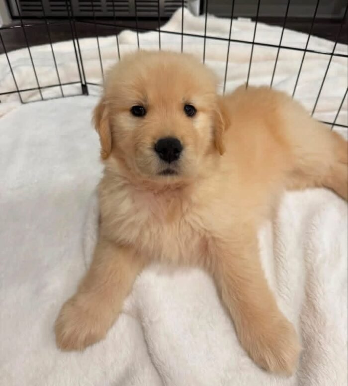 Golden Retriever Puppies For Adoption | Golden Treasures