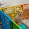 IMG_4991 Golden Retriever Puppy Adoption | Golden Treasures Kennel