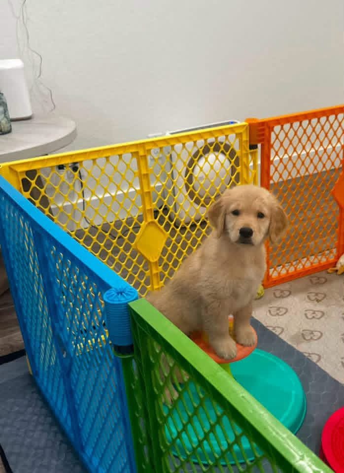 IMG_4991 Golden Retriever Puppy Adoption | Golden Treasures Kennel