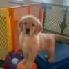 IMG_4992 Golden Retriever Puppy Adoption | Golden Treasures Kennel