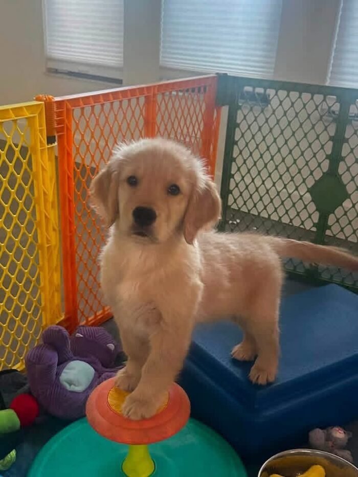 IMG_4992 Golden Retriever Puppy Adoption | Golden Treasures Kennel