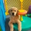 IMG_4993 Golden Retriever Puppy Adoption | Golden Treasures Kennel