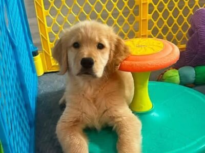 Golden Retriever Puppy Adoption | Golden Treasures Kennel