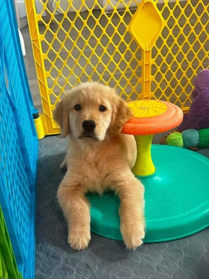 IMG_4993 Golden Retriever Puppy Adoption | Golden Treasures Kennel