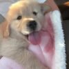 Golden Retrievers Available Now