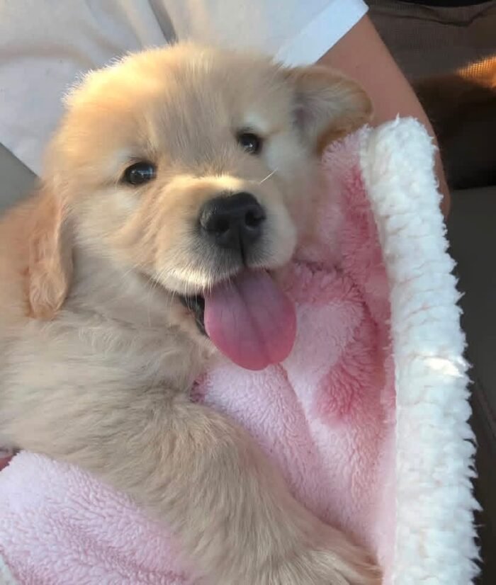 Golden Retrievers Available Now
