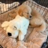 Golden Retrievers Available Now
