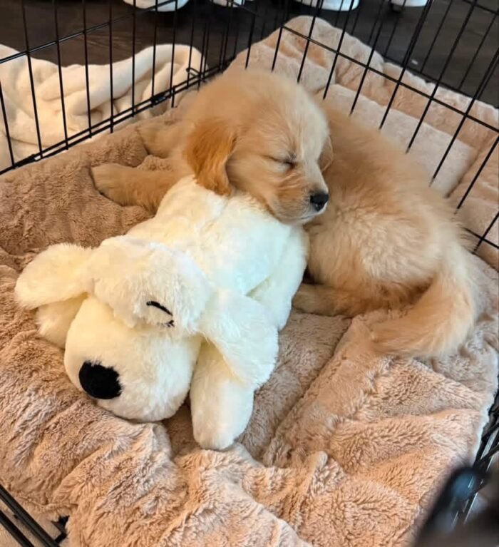 Golden Retrievers Available Now