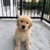 Golden Retrievers Available Now