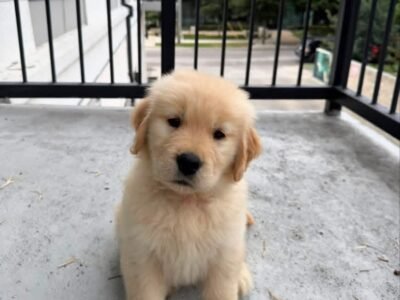 Golden Retrievers Available Now