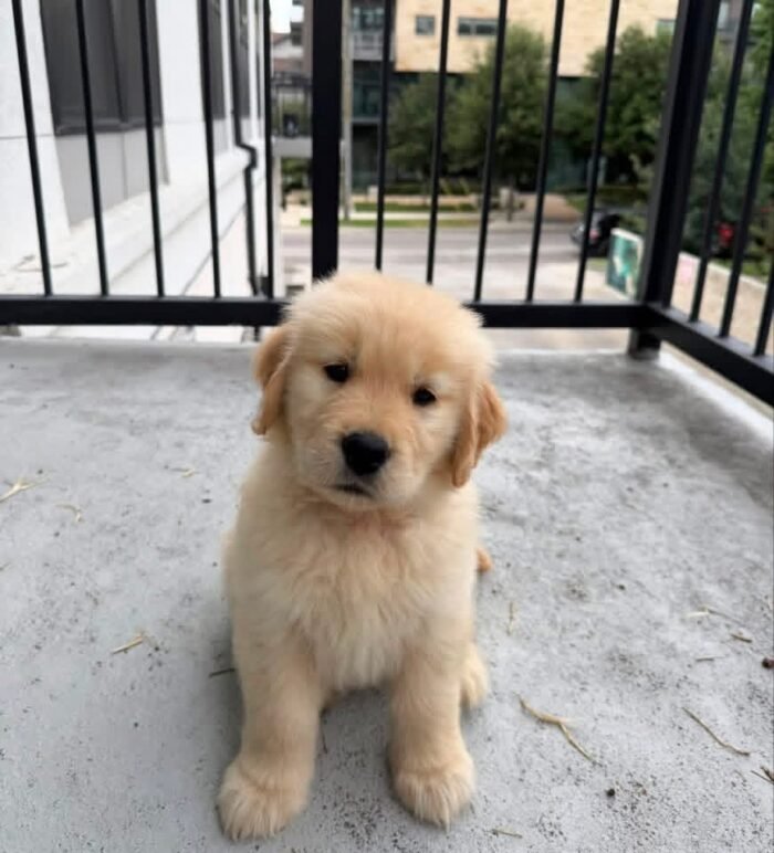 Golden Retrievers Available Now