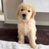 IMG_4999 Golden Retriever Puppies for Adoption | Healthy & Vaccinated