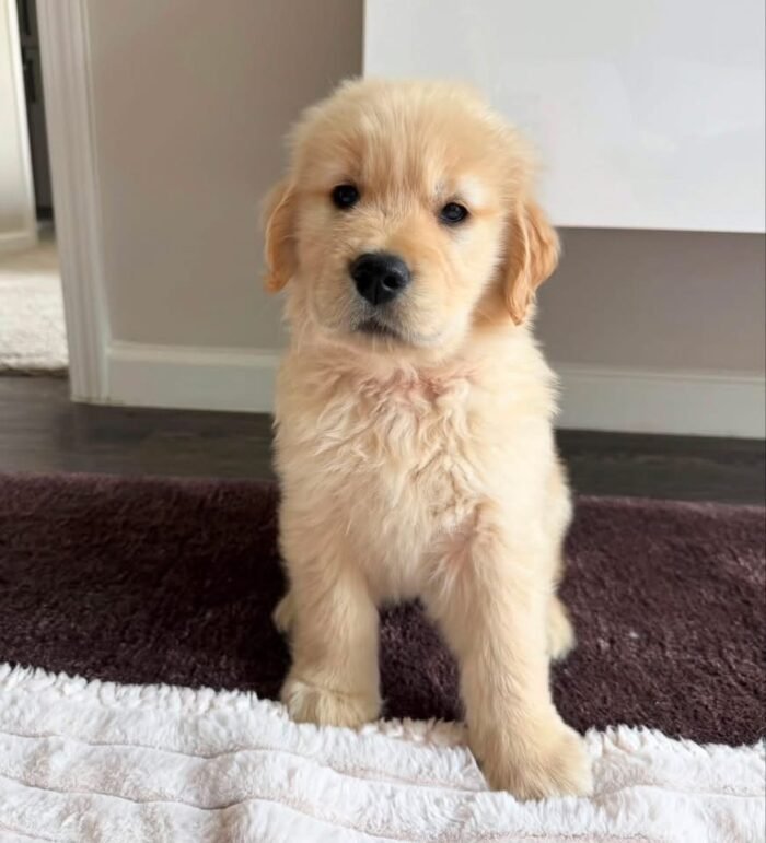 IMG_4999 Golden Retriever Puppies for Adoption | Healthy & Vaccinated
