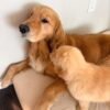 IMG_5001 Golden Retriever Puppies for Adoption | Healthy & Vaccinated