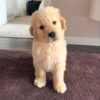 IMG_5002 Golden Retriever Puppies for Adoption | Healthy & Vaccinated