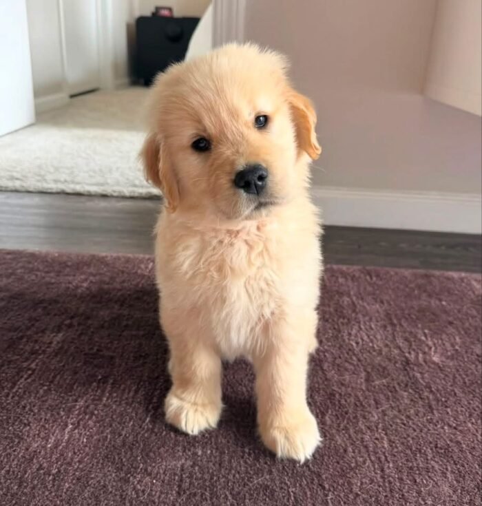 IMG_5002 Golden Retriever Puppies for Adoption | Healthy & Vaccinated