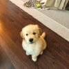 IMG_5003 Golden Retriever Puppies for Adoption | Healthy & Vaccinated