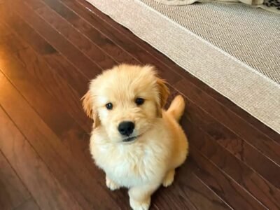 Golden Retriever Puppies for Adoption | Healthy & Vaccinated