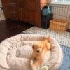 Adopt Golden Retriever Puppies | Vet-Checked & Healthy