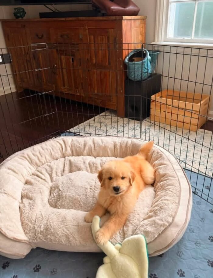 Adopt Golden Retriever Puppies | Vet-Checked & Healthy