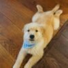 Adopt Golden Retriever Puppies | Vet-Checked & Healthy