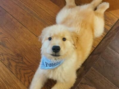 Adopt Golden Retriever Puppies | Vet-Checked & Healthy