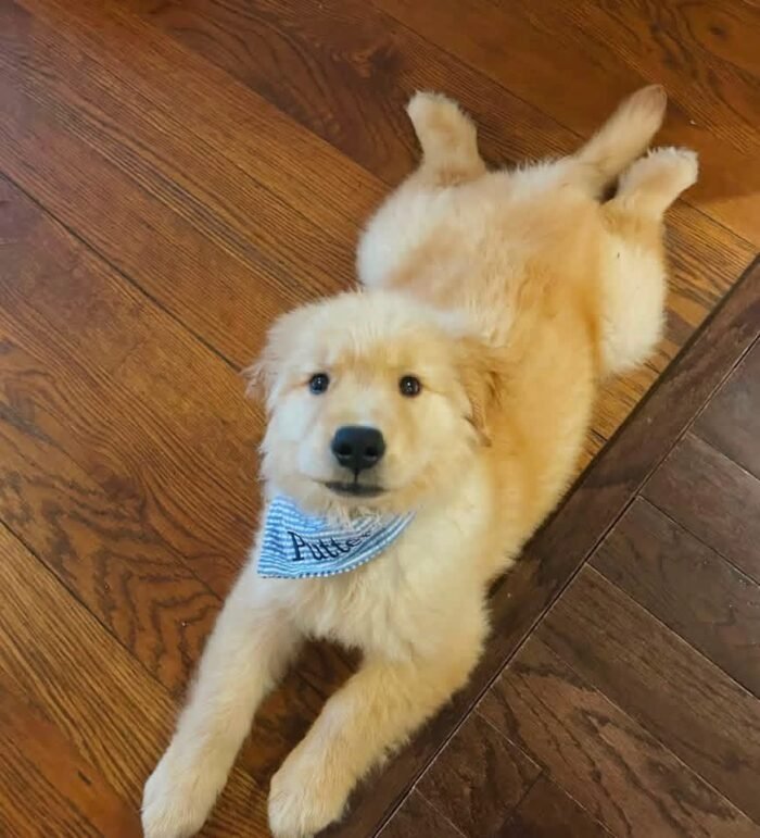 Adopt Golden Retriever Puppies | Vet-Checked & Healthy