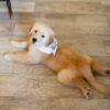 Adopt Golden Retriever Puppies | Vet-Checked & Healthy