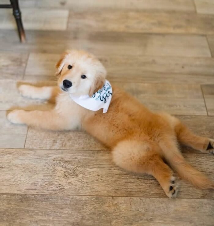 Adopt Golden Retriever Puppies | Vet-Checked & Healthy