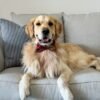 Oliver – Purebred Golden Retriever Male | Golden Paw