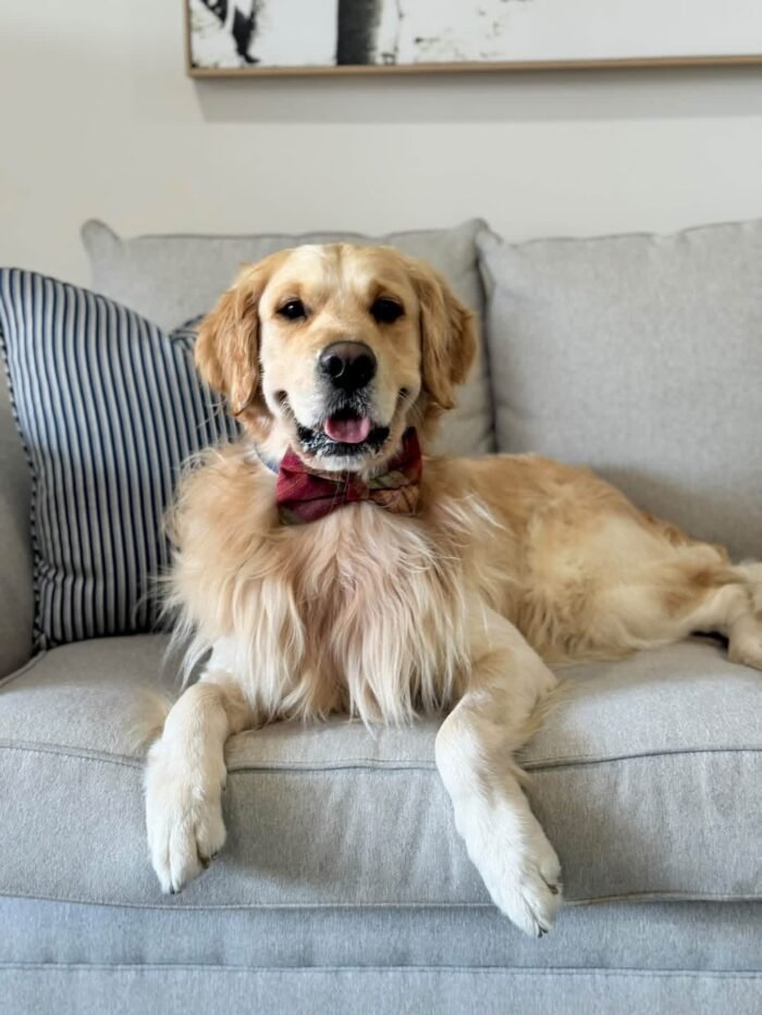 Oliver – Purebred Golden Retriever Male | Golden Paw