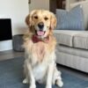 Oliver – Purebred Golden Retriever Male | Golden Paw