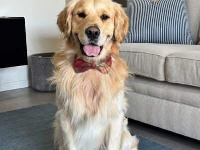 Oliver – Purebred Golden Retriever Male | Golden Paw
