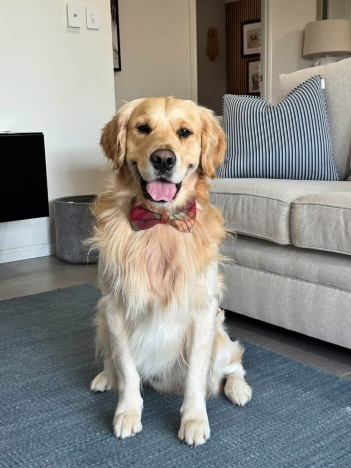 Oliver – Purebred Golden Retriever Male | Golden Paw