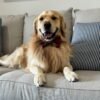 Oliver – Purebred Golden Retriever Male | Golden Paw