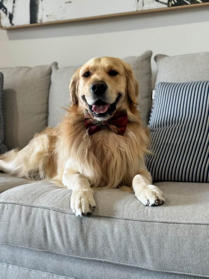 Oliver – Purebred Golden Retriever Male | Golden Paw