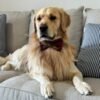 Oliver – Purebred Golden Retriever Male | Golden Paw