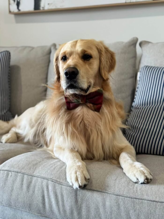 Oliver – Purebred Golden Retriever Male | Golden Paw